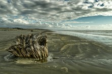 Driftwood On Beach Against Cloudy Sky