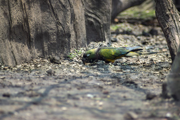 Bird on zoo