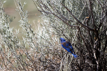 Wall Mural - Western Bluebird in New Mexico's high desert in spring