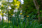 Fototapeta Konie - Daffodil and dandelion flowers on a background of green leaves
