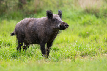 Wall Mural - male wild boar, sus scrofa, sniffing with snout up on glade with green grass in summer nature. atten