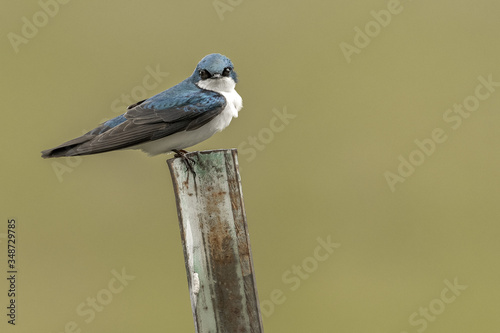 Fotografía Tree Swallow at Shelby Park Nashville TN