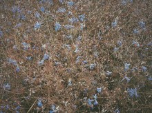High Angle View Of Tiny Blue Flowers Growing On Field