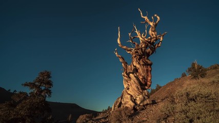 Wall Mural - Ancient Bristlecone Pine Forest Tree Sunset Milky Way Starry Night Time Lapse
