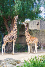 Giraffes Eating Leaves At The Melbourne Zoo, Australia