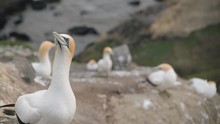 Northern Gannet Colony In New Zealand 