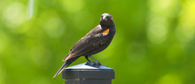 Redwing Blackbird On Post Looking At You