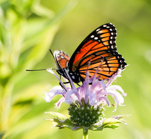 Monarch Butterfly On Purple Flower