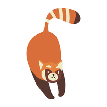 Cute Cartoon Red Panda, Vector Illustration Red Panda On A White Background. Drawing For Children