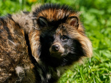 Raccoon Dog (Nyctereutes Procyonoides)