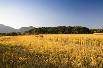 Wall Mural - Autumn rice field scenery. Asan Oeam village, South Korea