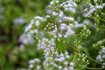 White small flowers