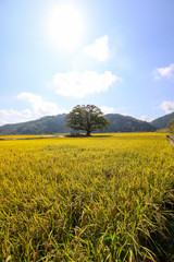 Wall Mural - Autumn landscape with yellow rice field and big zelkova. Chungcheongbuk-do, South Korea