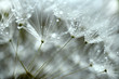 dandelion blowball flower with water drops super macro background