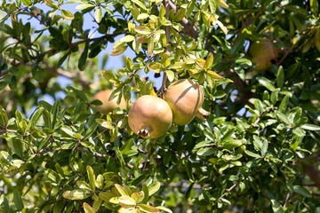 fresh pomegranate on the tree