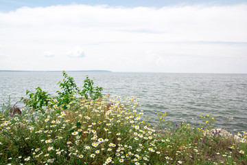 medical chamomile flowers on the background of the river. alternative medicine. beautiful photo with spring flowers.