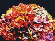 Close-up Of Multi Colored Hydrangea Flowers At Night