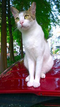 Portrait Of Cat Sitting On Roof Of A Car