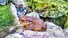 Side View Of Toad On Rocks
