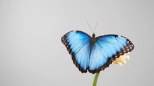 Slow Motion Of Beautiful Blue Silk Morpho Butterfly Opening Wings On A Daisy Flower On Grey Background With Copy Space