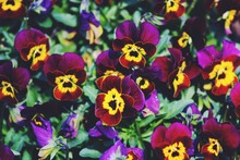 Full Frame Shot Of Purple And Yellow Pansies Blooming At Park