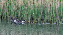 Mute Swan (Cygnus Olor) Crosses The Road. Mother Swan And Chicks / Cubs Crosses The Road. Mute Swan (Cygnus Olor) Mother With  Cygnets Crosses The Road. 