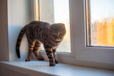 Fototapeta Koty - A spotted cat in the colors of Whiskas is sitting on the window