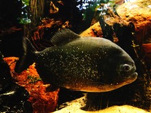 Piranha Swimming In Aquarium
