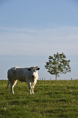 Canvas Print - agriculture agricole elevage paysage Wallonie Belgique lait vache