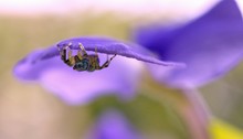 Close-up Of Insect On Blue Flower