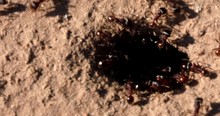Close View From Directly Above An Underground Red Ant Hill In Buff Colored Sand As The Colony Workers Move In And Out Under The Supervision Of The Winged Queen Ant Who Then Enters The Nest