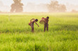 Fishing boy asian farmer people on rice green field during morning time.