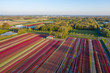Contrast-rich colored tulip fields in the Dutch spring. Photo taken with a drone