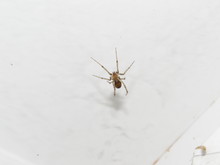 Small Spider On A White Background