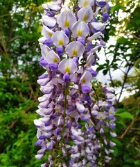 purple lilac flowers