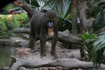 Close up Beautiful Mandrill Monkey