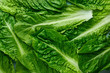 © kravtsov - Romaine Lettuce leaves texture. Background of green salad leaves. Fresh salad greens texture. Organic concept backdrop