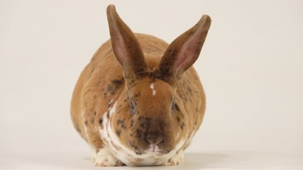 Wall Mural - Beautiful spotted rabbit chews on a white screen.