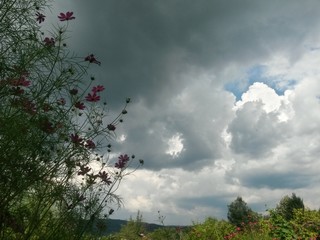 stormy clouds over green forest in summer season