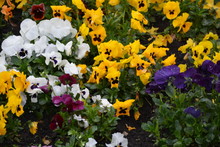Full Frame Shot Of Various Pansies Blooming At Park