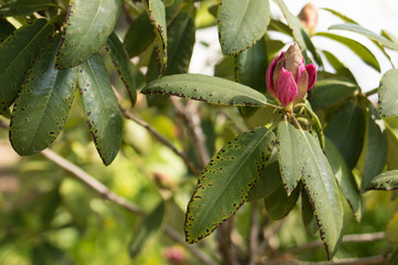 Wall Mural - Peony bud, pink peony bloom in the botanical garden in summer