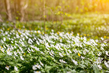 Wild Forest Flowers In Spring. Beautiful White Flowers Blossoming In The Park Early In Spring. 