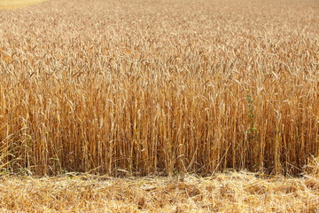 field of ripe wheat