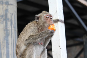 Monkey mother eats fruits and vegetables.