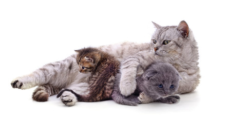 Canvas Print - Mom cat with kittens.