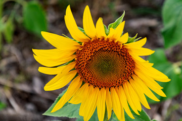 Sunflowers on the field in the sunshine. Sunny day and large yellow flowers growing side by side. Cultivation and upcoming harvests.