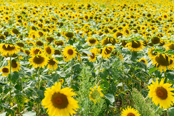 Sunflowers on the field in the sunshine. Sunny day and large yellow flowers growing side by side. Cultivation and upcoming harvests.