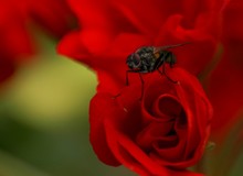 Beautiful Red Rose With A Fly