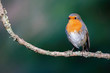 robin sitting on a branch in the forest in the Netherlands