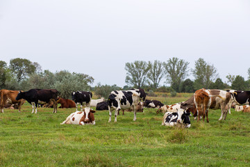 Rural cows graze on a green meadow. Rural life. Animals. agricultural country